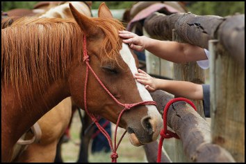 children petting horses